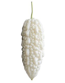 今日苦瓜-白大米批發價格行情圖 - 白菜即時