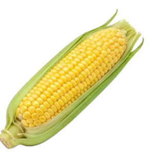 今日玉米-甜軟殼批發價格行情圖 - 白菜即時